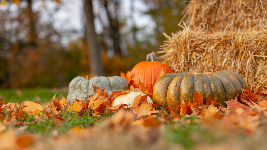 The Haunting Effects of Halloween Candy